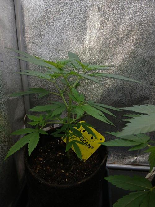 Mimosa [f]. Week 3