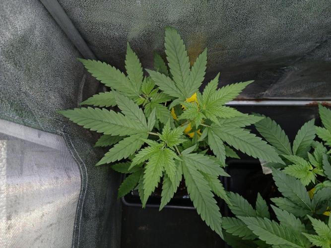 Mimosa [f]. Week 3