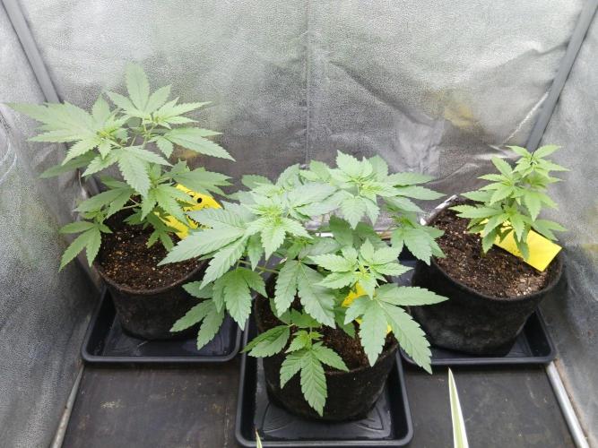 Mimosa [f]. Week 3