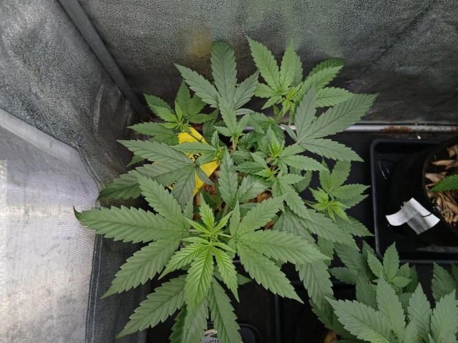 Mimosa [f]. Week 4