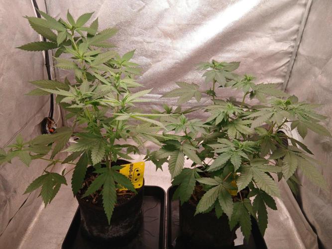 Mimosa [f]. Week 5