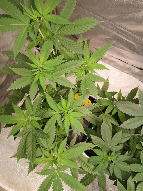 Mimosa [f]. Week 5