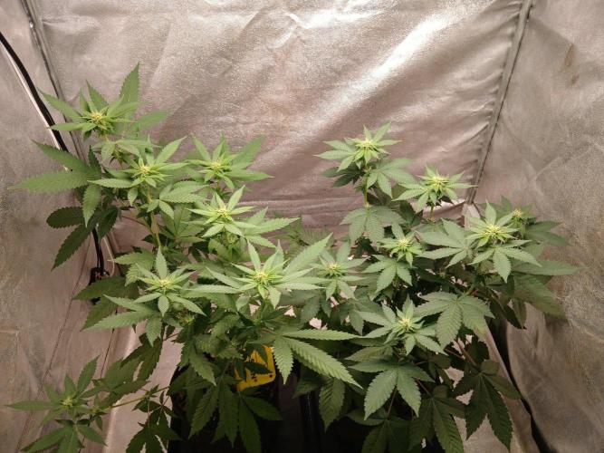 Mimosa [f]. Week 6