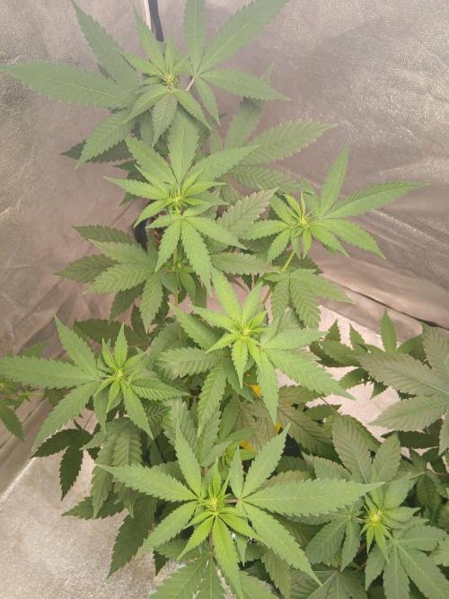 Mimosa [f]. Week 6