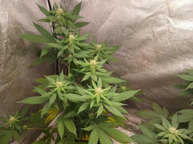 Mimosa [f]. Week 7