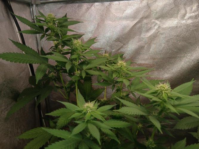 Mimosa [f]. Week 7