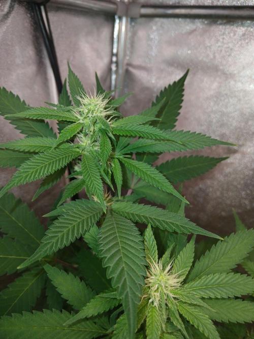 Mimosa [f]. Week 7