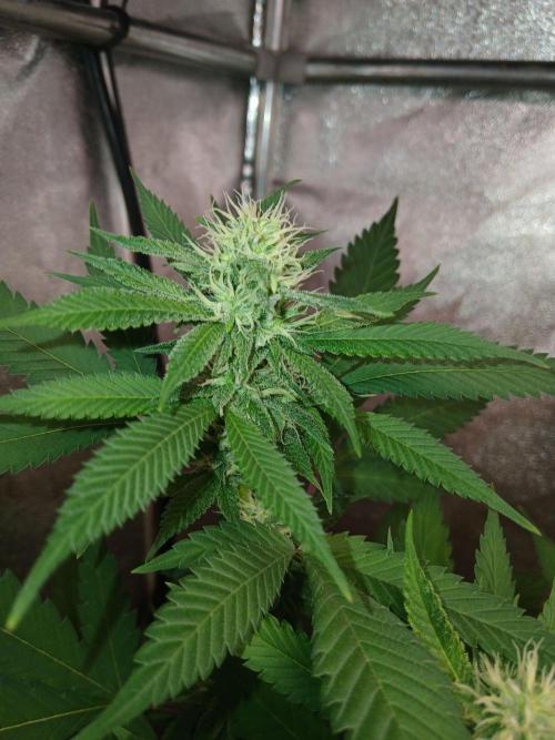 Mimosa [f]. Week 8