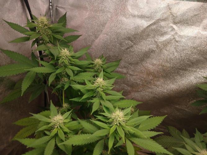 Mimosa [f]. Week 8