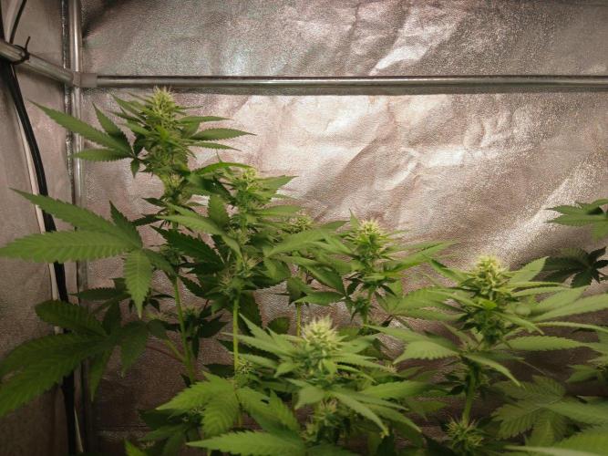 Mimosa [f]. Week 8
