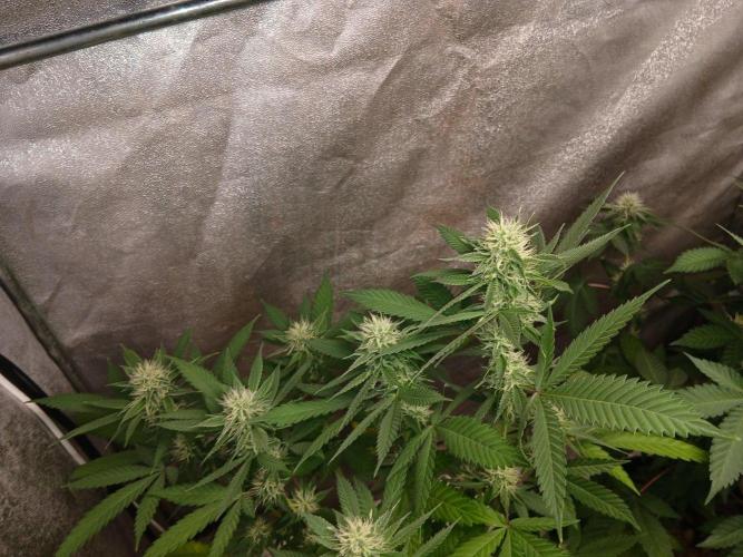 Mimosa [f]. Week 9