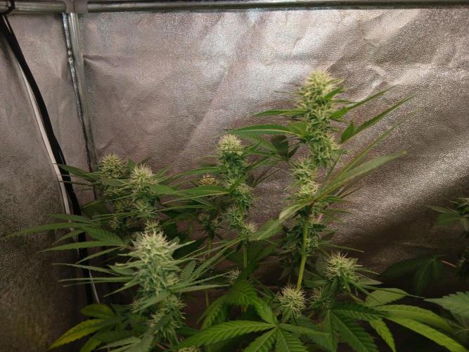 Mimosa [f]. Week 9