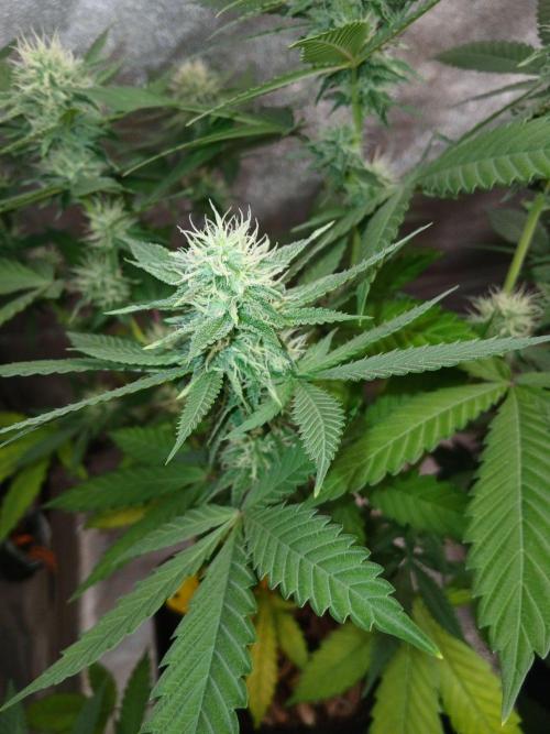Mimosa [f]. Week 9