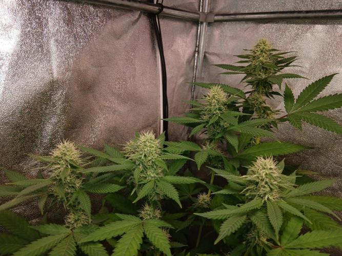 Mimosa [f]. Week 10