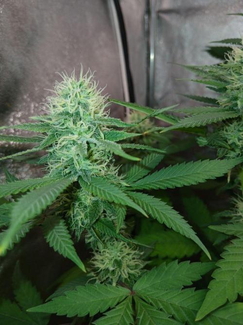 Mimosa [f]. Week 10