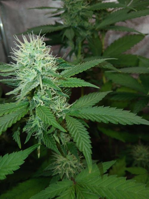 Mimosa [f]. Week 10
