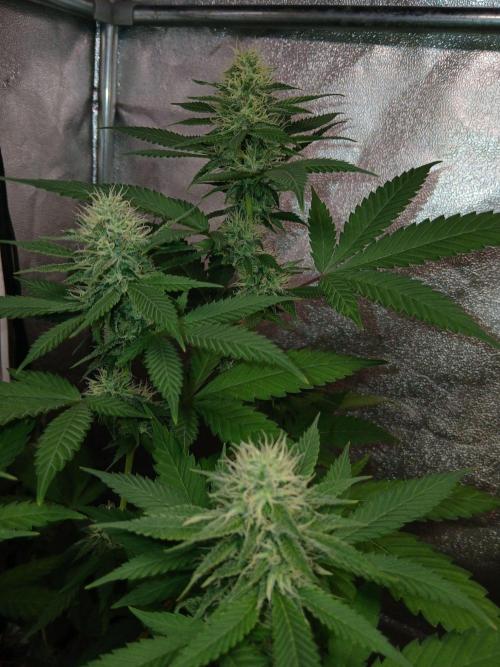 Mimosa [f]. Week 10