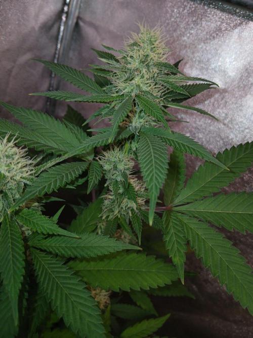 Mimosa [f]. Week 10