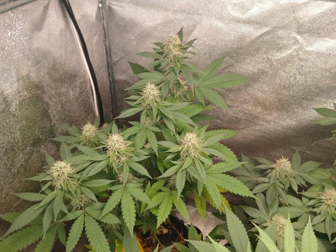 Mimosa [f]. Week 11