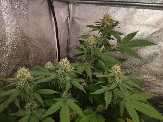 Mimosa [f]. Week 11