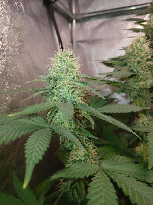 Mimosa [f]. Week 11
