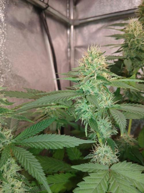 Mimosa [f]. Week 11
