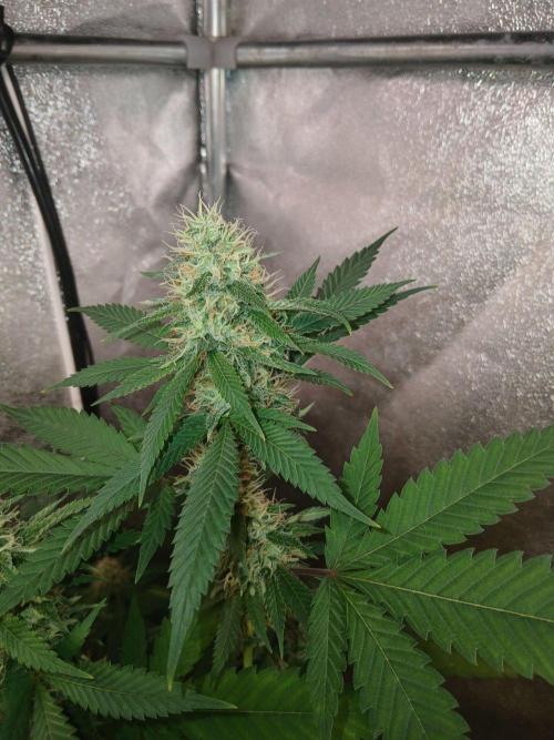 Mimosa [f]. Week 11