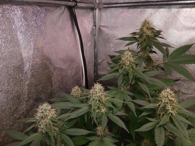 Mimosa [f]. Week 12