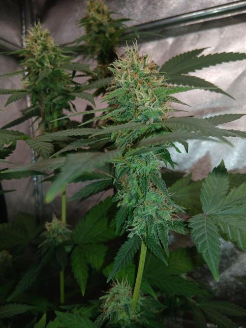 Mimosa [f]. Week 12