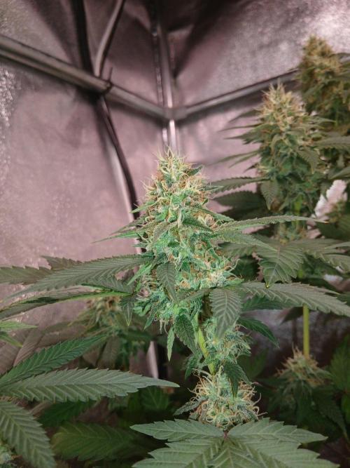 Mimosa [f]. Week 12
