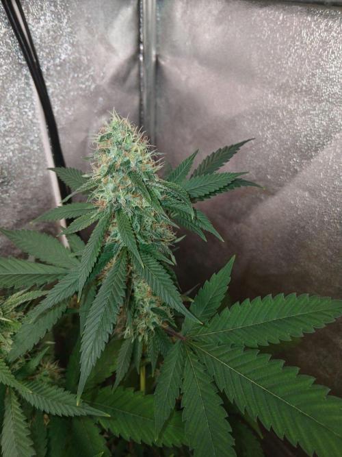 Mimosa [f]. Week 12