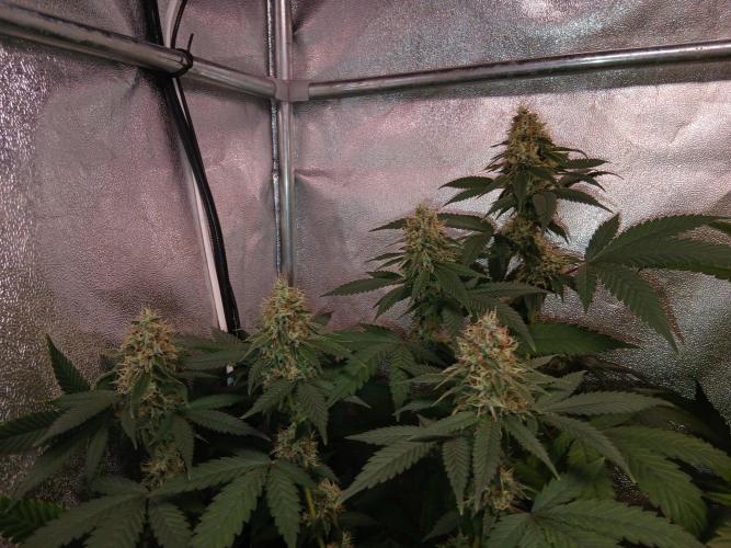 Mimosa [f]. Week 13