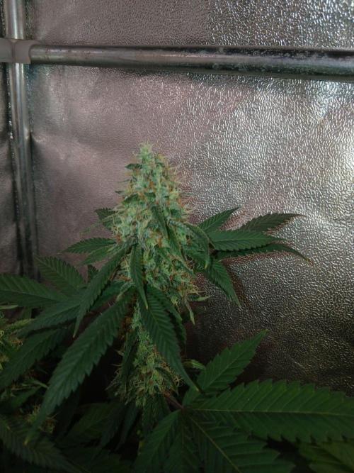 Mimosa [f]. Week 13