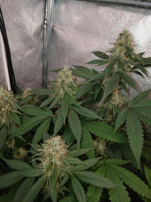 Mimosa [f]. Week 13