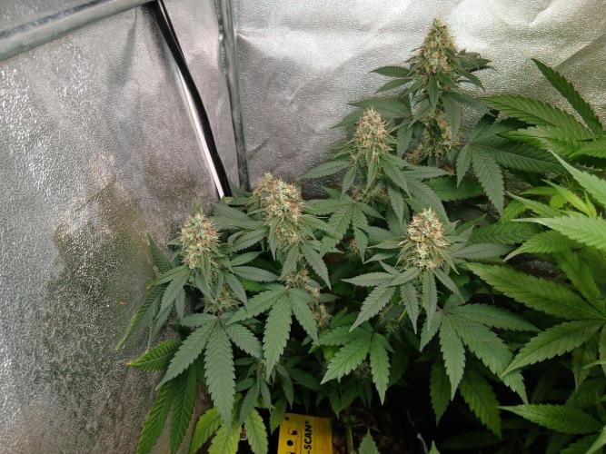 Mimosa [f]. Week 14