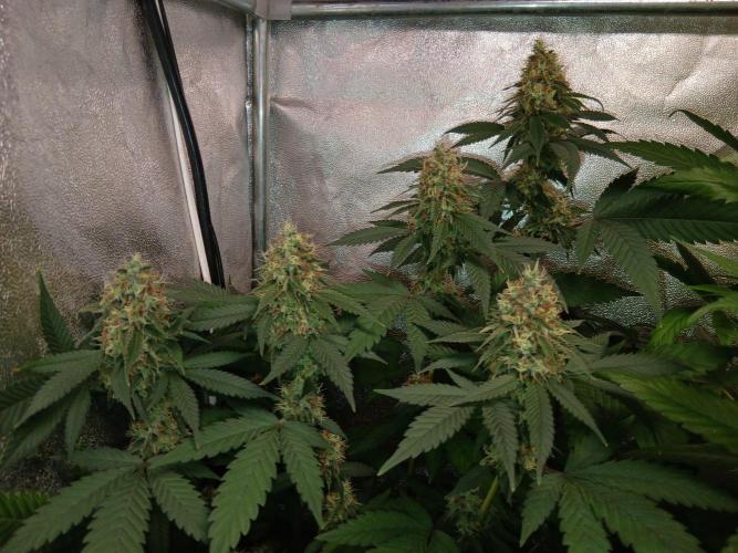 Mimosa [f]. Week 14