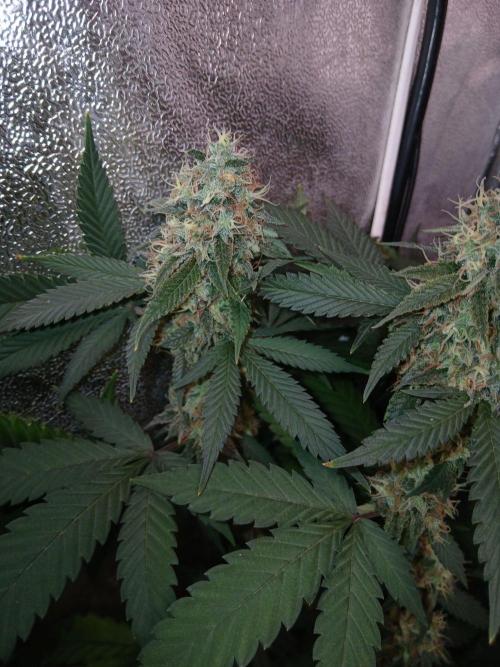Mimosa [f]. Week 14