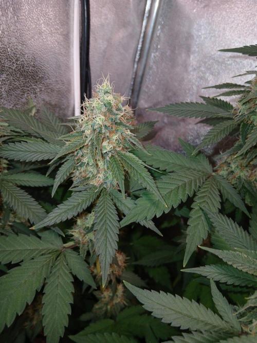 Mimosa [f]. Week 14