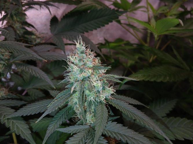 Mimosa [f]. Week 14