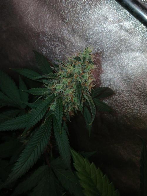 Mimosa [f]. Week 14