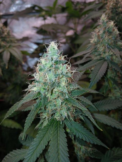Mimosa [f]. Week 15