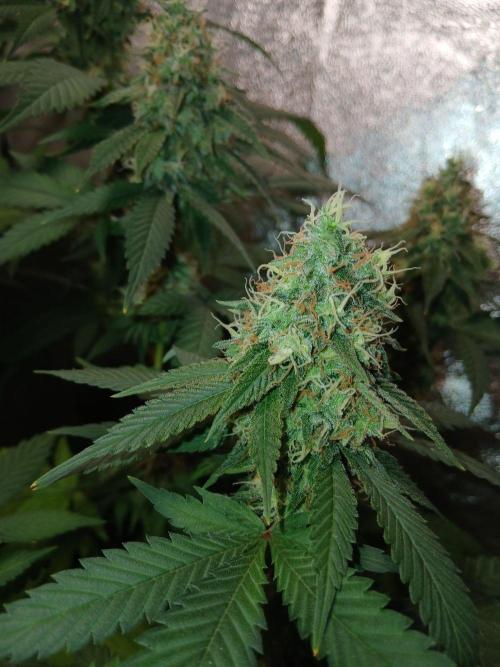Mimosa [f]. Week 15