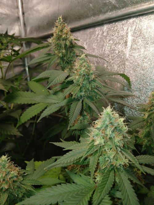 Mimosa [f]. Week 15
