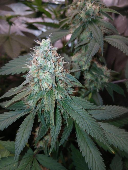 Mimosa [f]. Week 15
