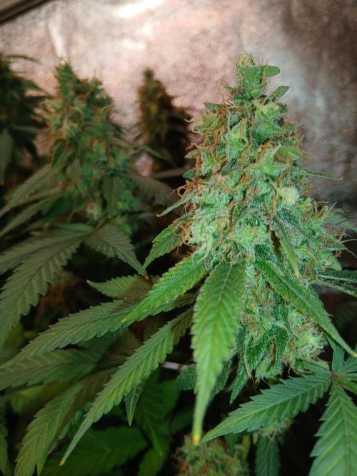 Mimosa [f]. Week 16