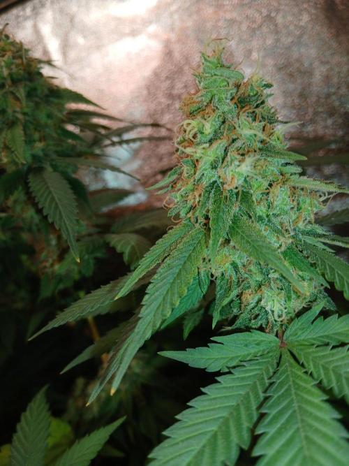 Mimosa [f]. Week 16