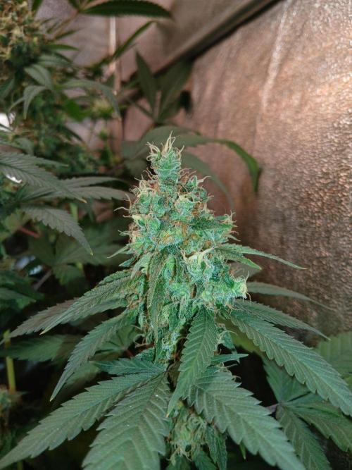 Mimosa [f]. Week 16