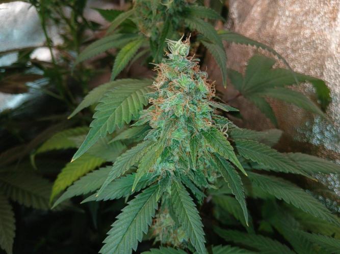 Mimosa [f]. Week 16