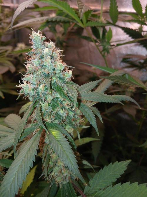 Mimosa [f]. Week 16