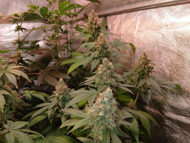 Mimosa [f]. Week 16